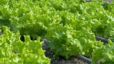 satır marul bitkilerin