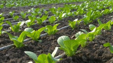 Endüstriyel sera sebze ile