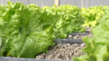 satır marul bitkilerin