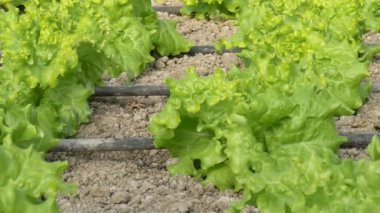 satır marul bitkilerin