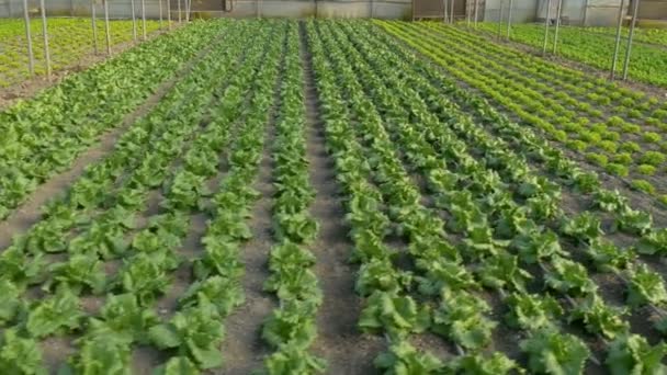 야채와 함께 산업 온실 — 비디오