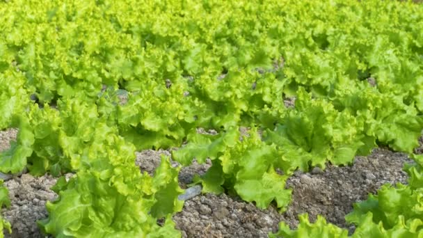 Filas de plantas de lechuga — Vídeo de stock