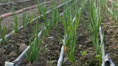 Sera içinde soğan fidan