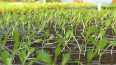 sera içinde genç fidan