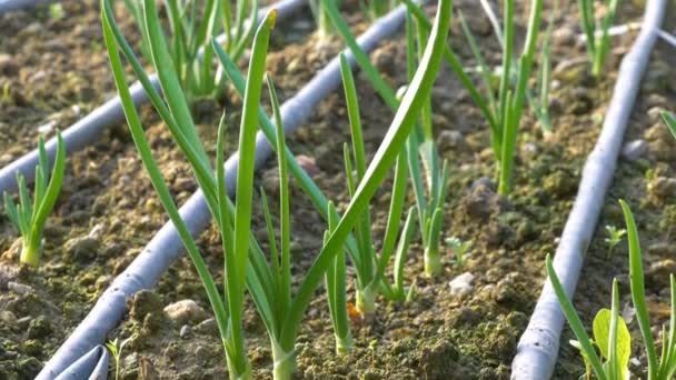 Plántulas de cebolla en invernadero — Vídeo de stock