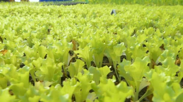 Rijen van salade planten — Stockvideo