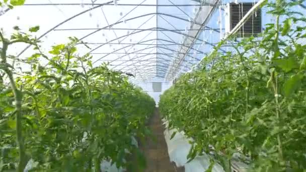 Rows of tomato  plants — Stock Video
