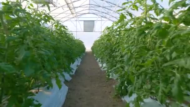Ряды томатных растений — стоковое видео