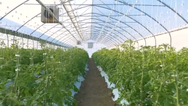 Reihen von Tomatenpflanzen — Stockvideo