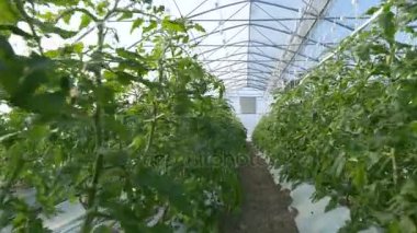 Endüstriyel sera domates ile