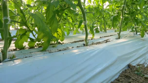 Rangées Tomates Plantes Hydroponiques Serre — Video