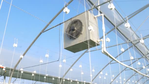 Ventilación en invernadero con tomates — Vídeos de Stock