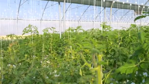 Industrial greenhouse with tomatoes — Stock Video