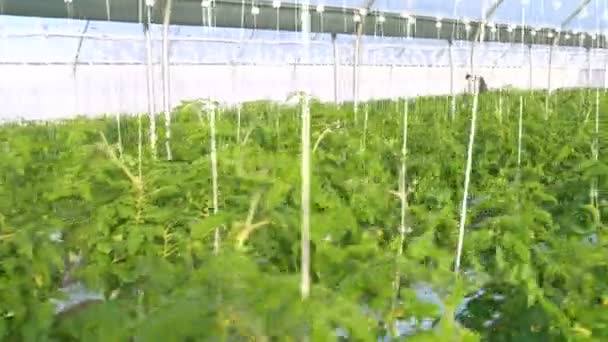 Working man in greenhouse — Stock Video