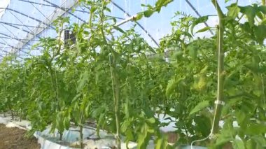 Endüstriyel sera domates ile