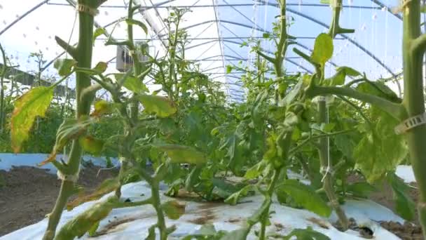 Industriella växthus med tomater — Stockvideo