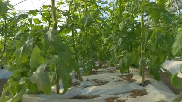 トマトと産業温室効果 — ストック動画