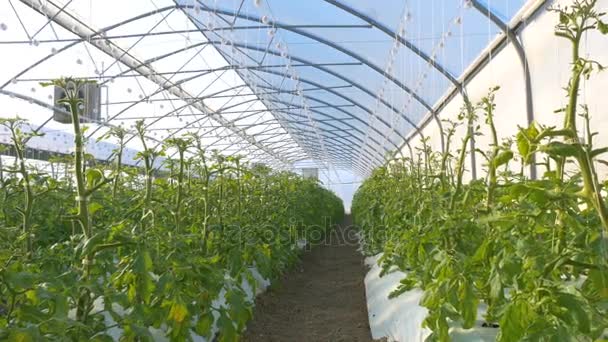 Industrielles Gewächshaus mit Tomaten — Stockvideo