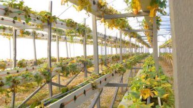 sera içinde hasarlı çilek