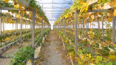 sera içinde hasarlı çilek