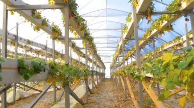 sera içinde hasarlı çilek