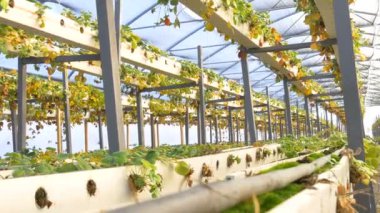 sera içinde hasarlı çilek