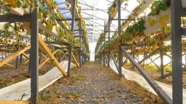 sera içinde hasarlı çilek