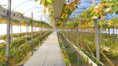 sera içinde hasarlı çilek