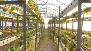 sera içinde hasarlı çilek