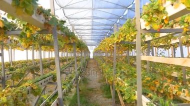 sera içinde hasarlı çilek