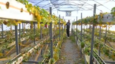 soğuk kış çilek zarar