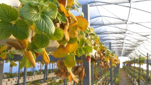 Beschadigde aardbeien in kas — Stockvideo