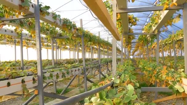 Fresas dañadas en invernadero — Vídeos de Stock