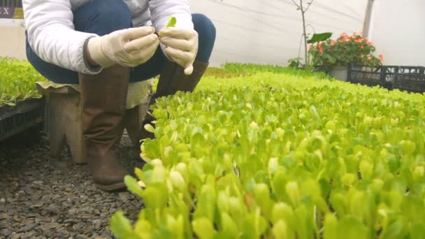 工人种植豆芽 — 图库视频影像