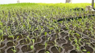 sera içinde genç fidan