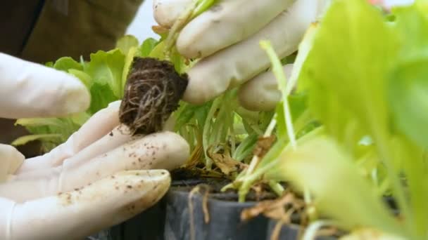 Trabalhador plantando brotos — Vídeo de Stock