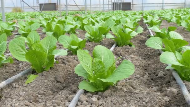 Rows of cabbage plants — Stock Video