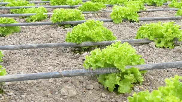 Rows of lettuce plants — Stock Video