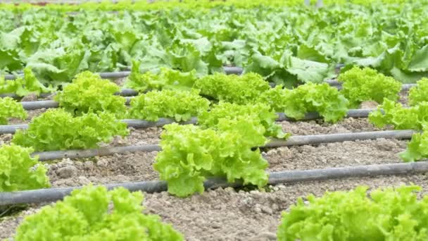 Rows of lettuce plants — Stock Video