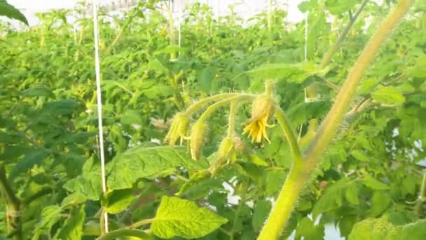 Die werkzaam is in tomaten — Stockvideo