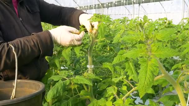 Person, die in Tomaten arbeitet — Stockvideo