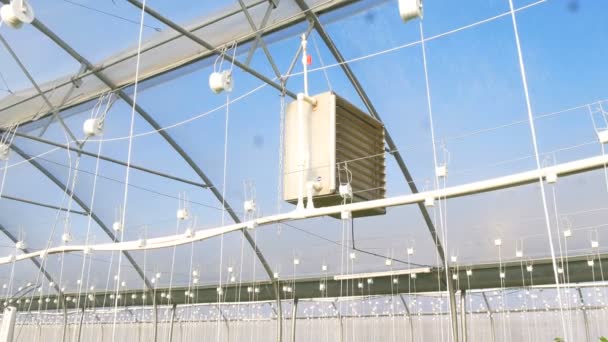 Ventilation in greenhouse with tomatoes — Stock Video