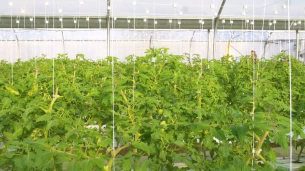 Выращивание помидоров в теплице — стоковое видео