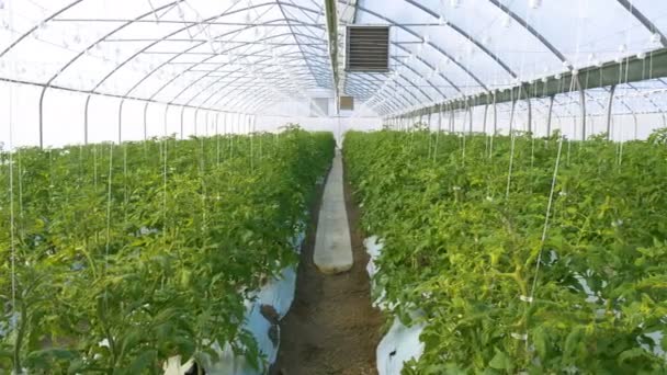 Industrial greenhouse with tomatoes — Stock Video