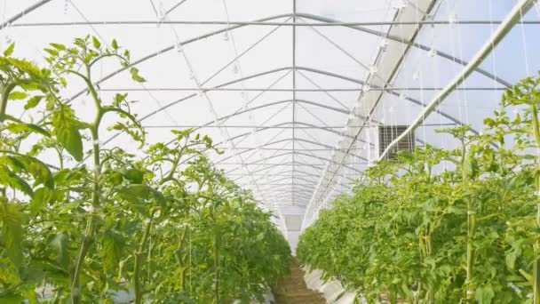 Invernadero industrial con tomates — Vídeos de Stock