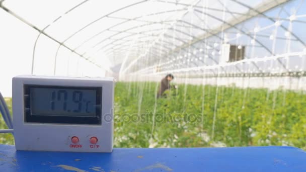 Temperatura wewnątrz szklarni ziemniaków — Wideo stockowe