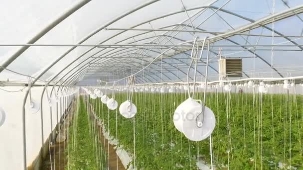 Industriella växthus med tomater — Stockvideo