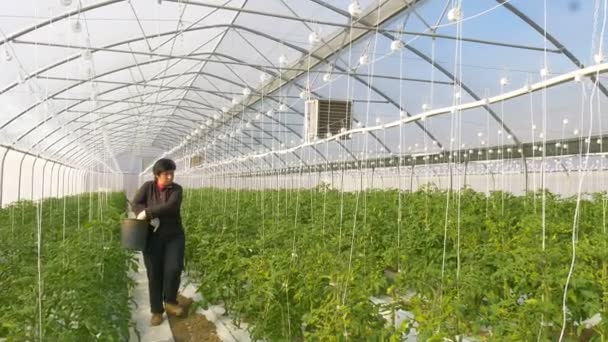 Mujer trabajando con verduras orgánicas — Vídeos de Stock