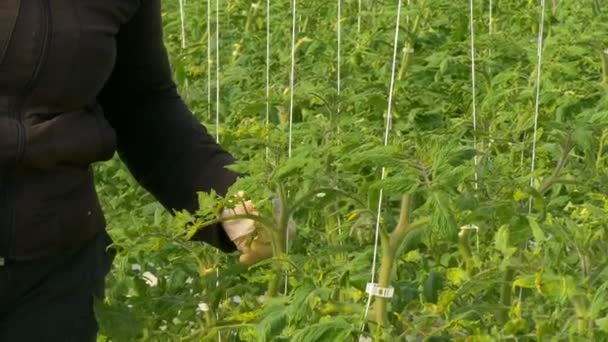 Pracownik, zmniejszając liczbę kwiatów na pomidory — Wideo stockowe