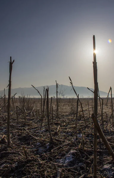 Campos de milho congelados Imagem De Stock